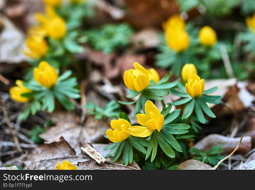 A yellow ranch flower blooming in early spring