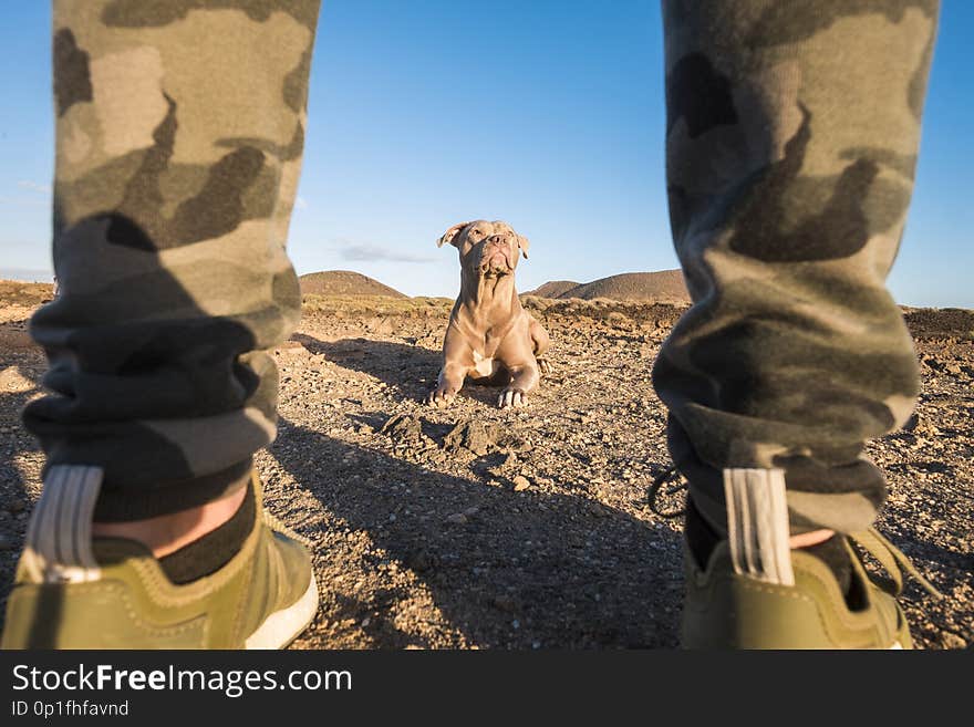 Beautiful nice lay down dog looking at his owner best friend man viewed from his legs. middle and cengtererd composition with friendship concept in outdoor leisure activity