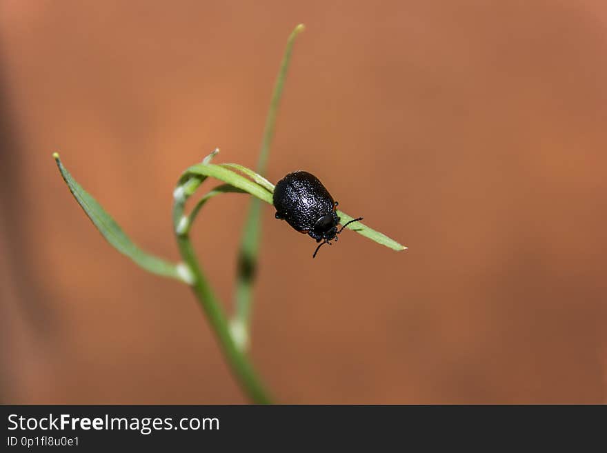 beetle on a grass