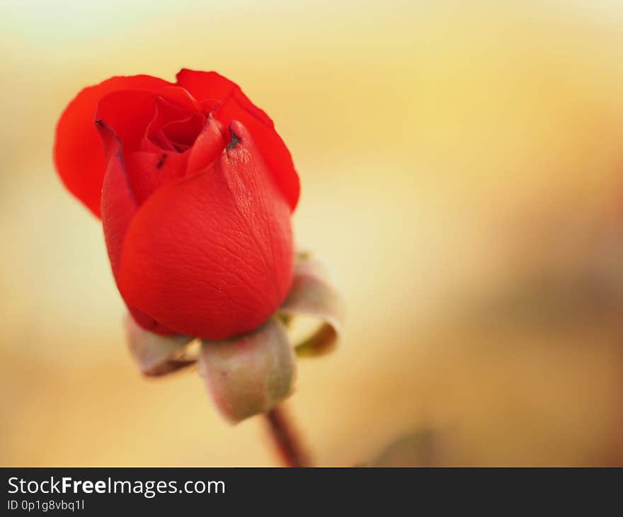 Gentle bud of a red rose on a light background. Close up