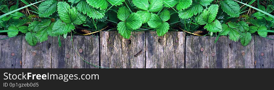 Young shoots and leaves of bright strawberry bushes without berries grow near the wooden walkway. Gardener grows bushes seedlings in the spring for transplanting later