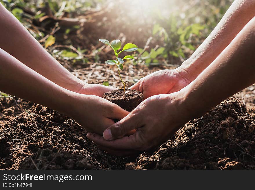 hand helping planting tree in garden. eco