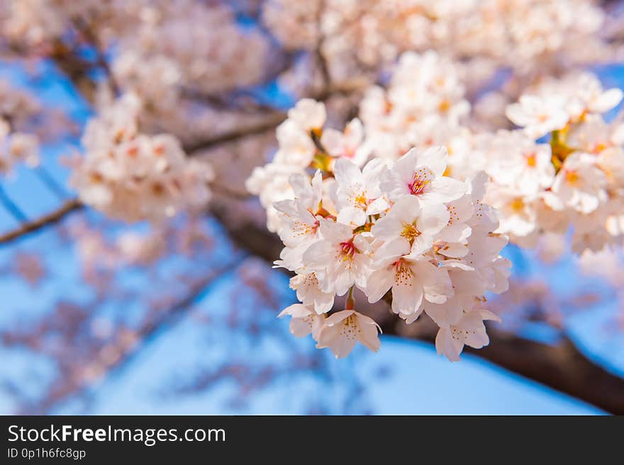Sakura tree in Japan. Blooming cherry blossom flower in the garden on Spring