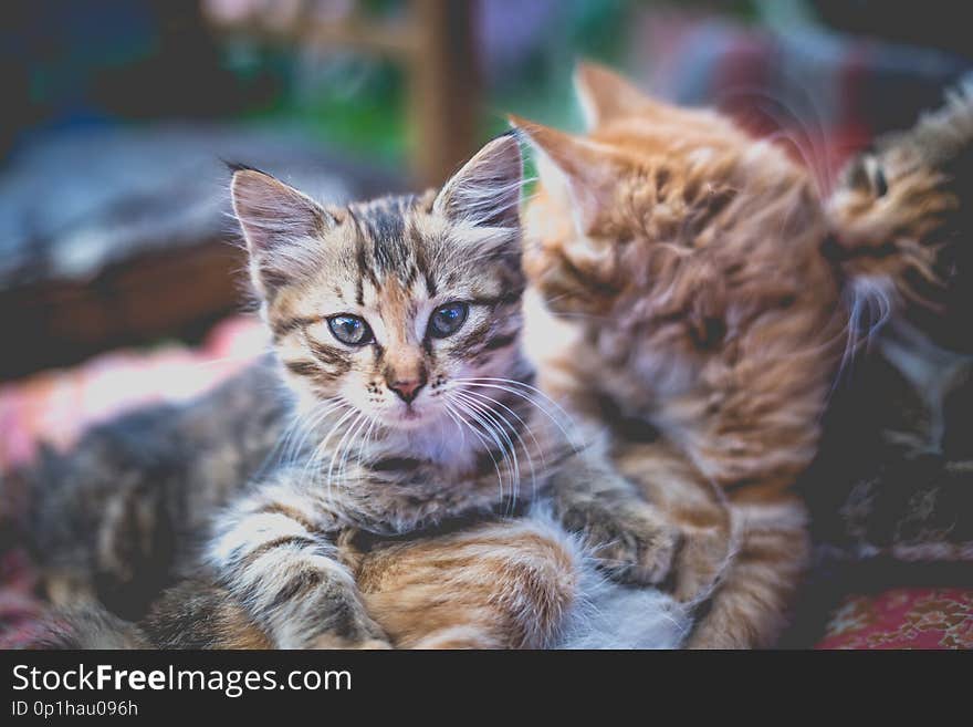 Two kittens and their mother on a blanket