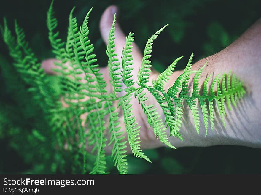 Pattern of green fern against the background of a man`s hand