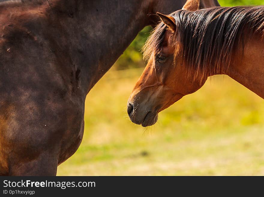 Two brown wild horses on meadow idyllic field. Agricultural mammals animals in natural environment. Two brown wild horses on meadow idyllic field. Agricultural mammals animals in natural environment