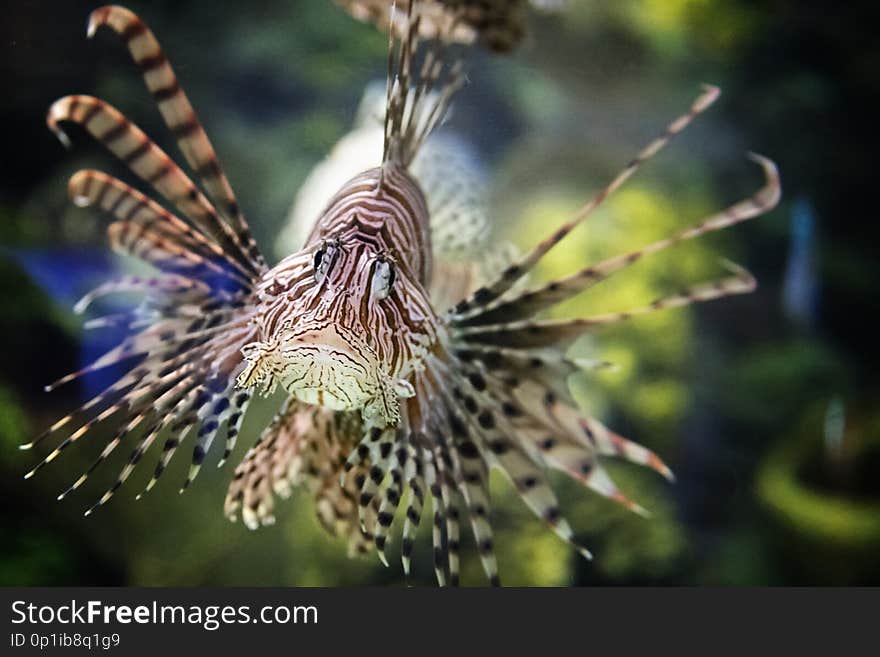 A Lion Fish