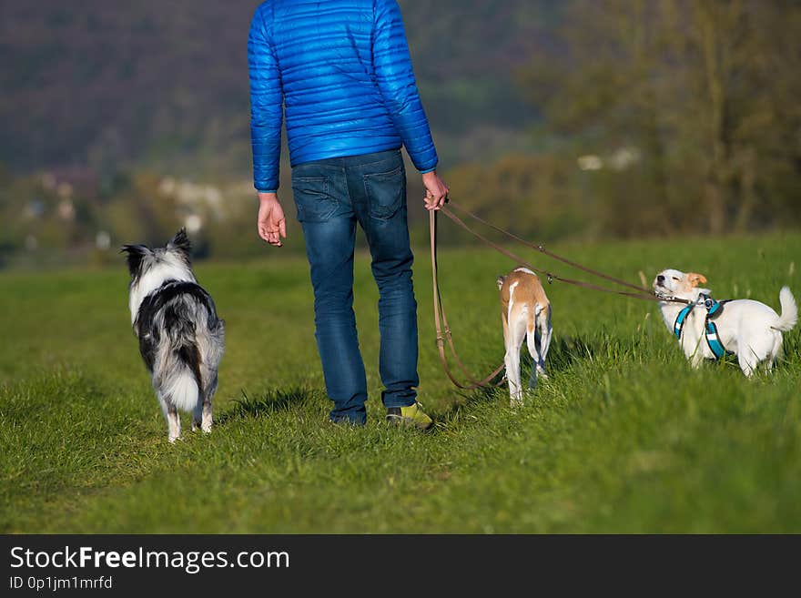 Man from behind walking with dogs in a spring meadow. Man from behind walking with dogs in a spring meadow
