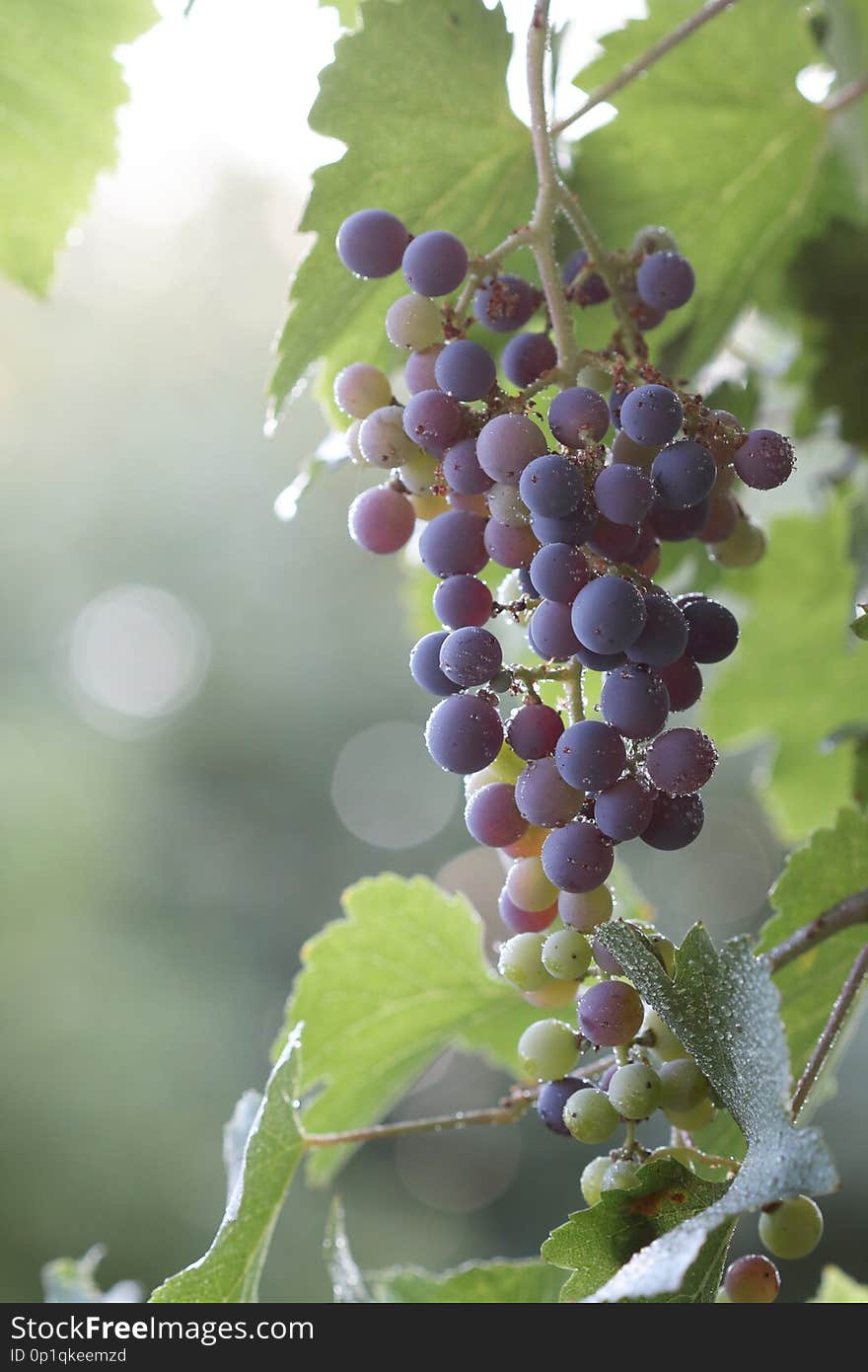 Ripening Vine With Water Drops at Sunset