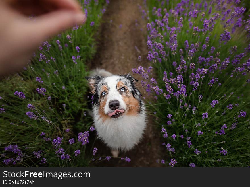 The dog is the Australian shepherd in lavender. Pet in the summer on the nature in