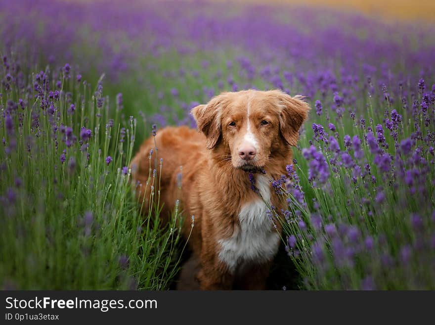 Dog Nova Scotia duck tolling Retriever in lavender. Pet in the summer on the nature in colors