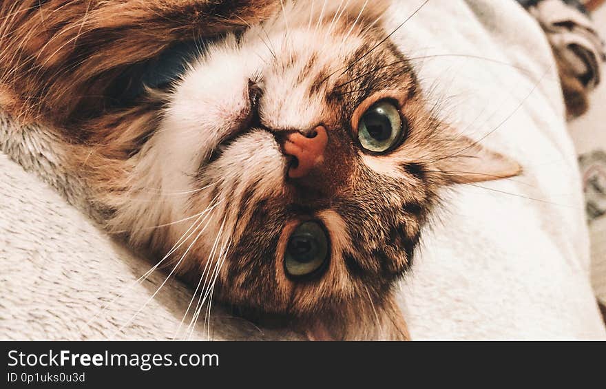 Cute cat with funny green eyes playing on bed. Adorable maine coon cat looking with funny green eyes and emotions, relaxing on bed in home. Phone photo