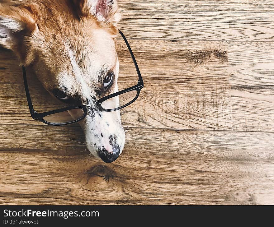 Cute dog in black glasses lying on floor with funny look. Smart dog learning and reading. Vision problem, eye care in dogs. Copy space. Phone photo