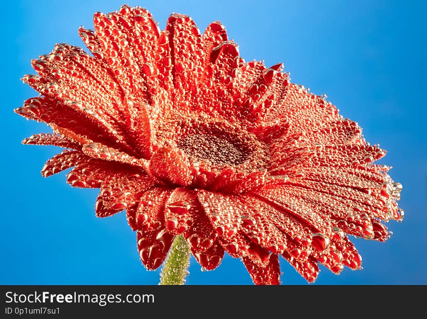 Blooming gerber under water with air bubbles. Flower in bubbles under water