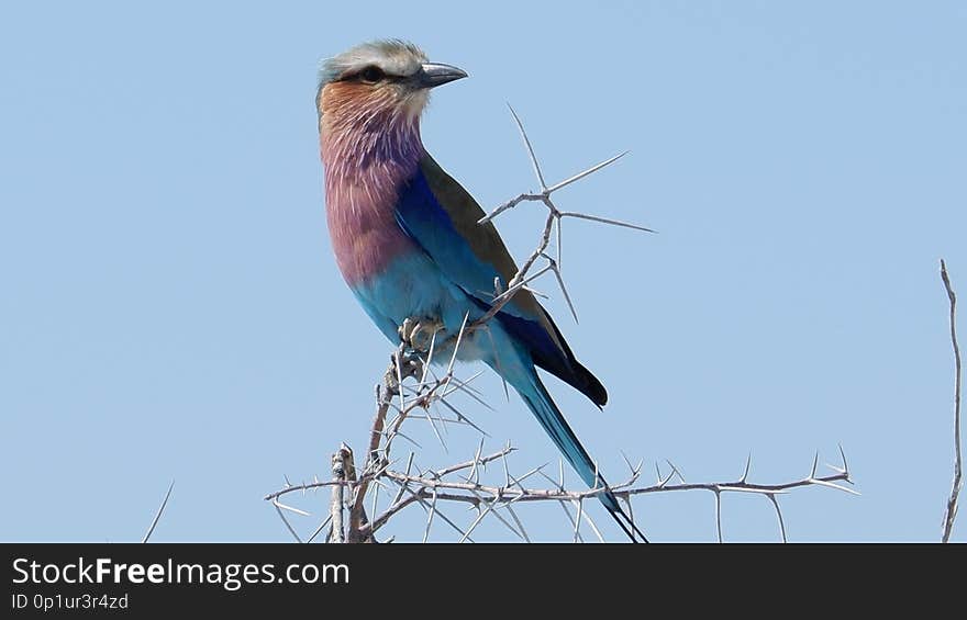 Lilac breasted roller Etosha