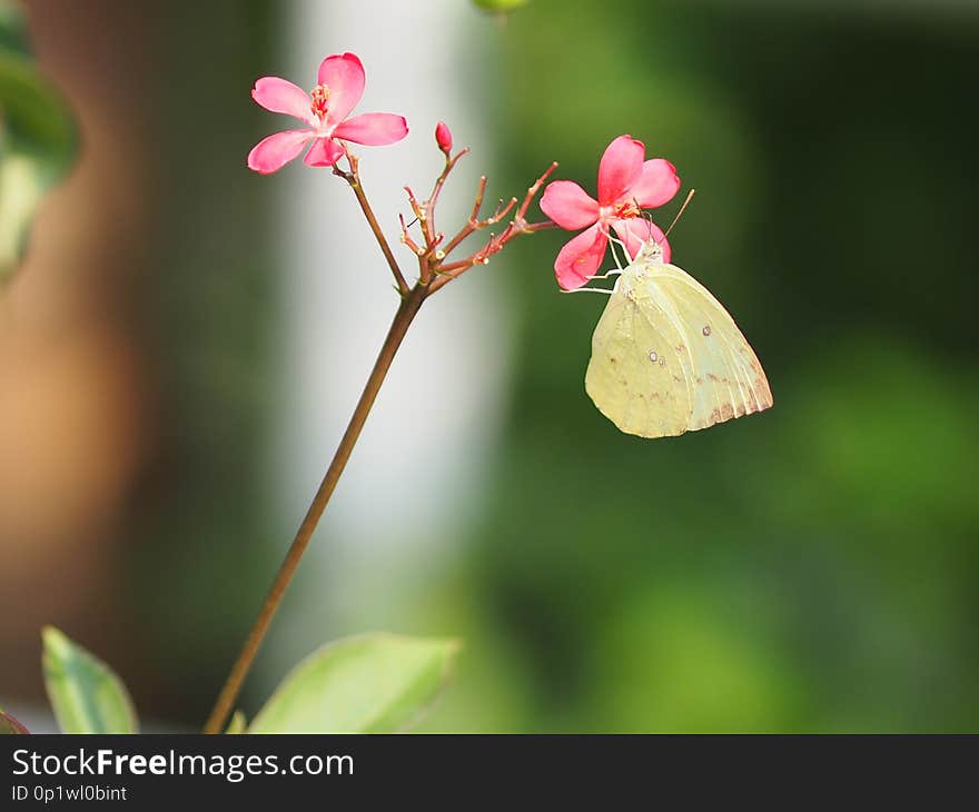 closeup yellow butterfly on the red flower blur nature background environment park