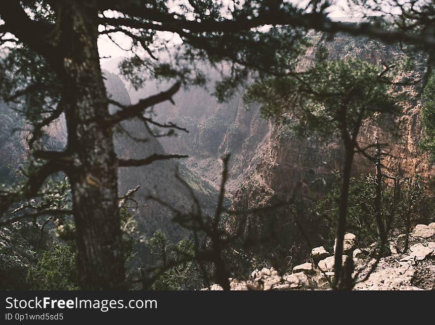 Man has coniferous branches in hand against canyon. Sunset view. Nature. Morocco nature.