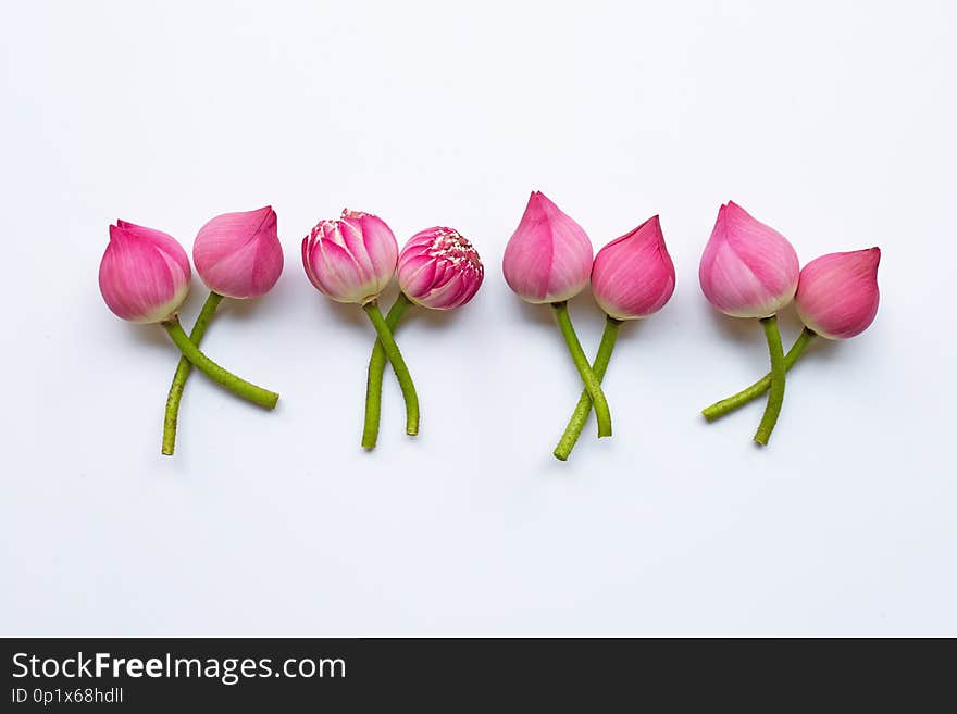 Pink lotus flowers on white background