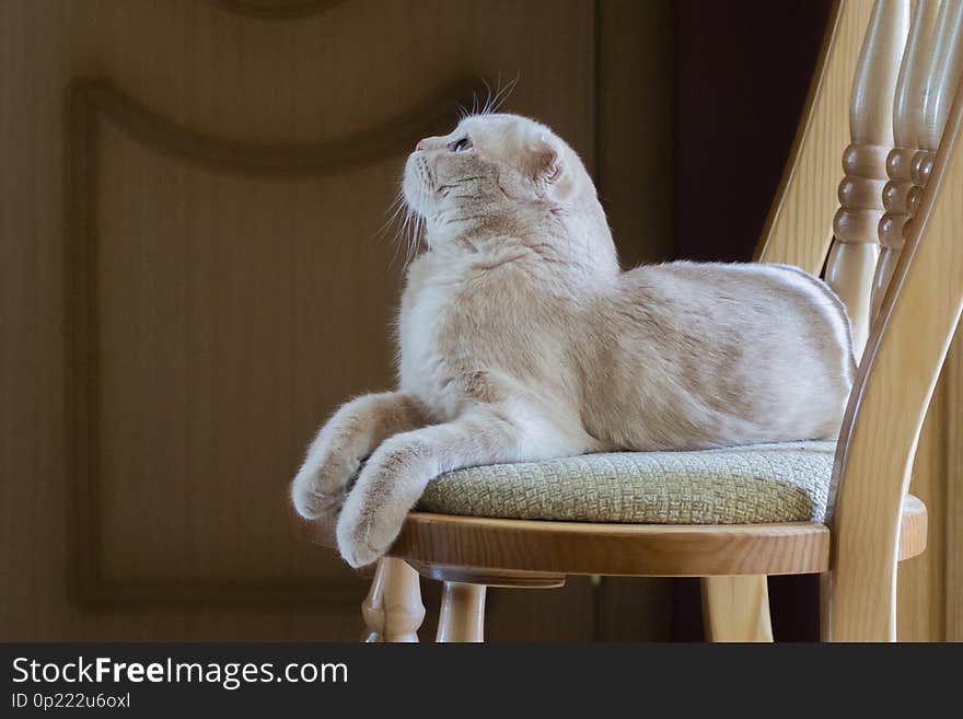 The cat lies on a chair and looks up