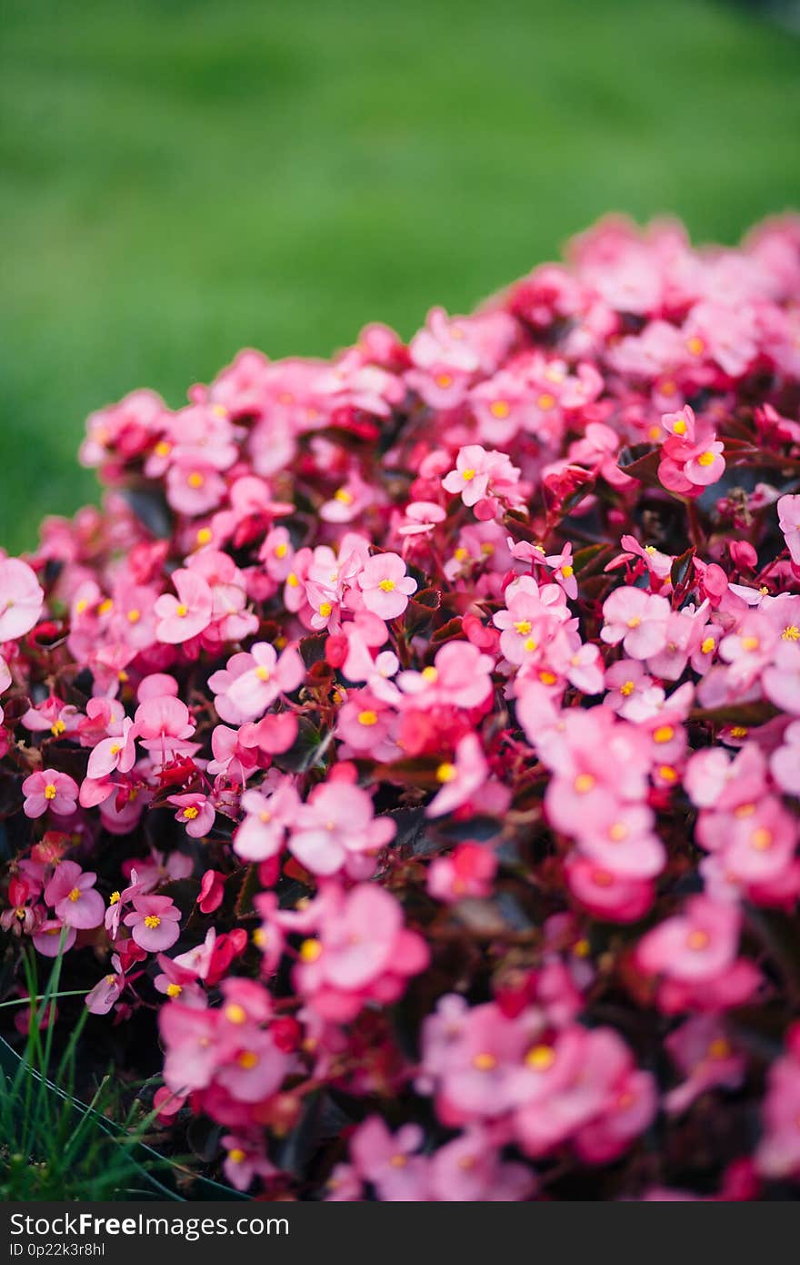 Beautiful pink bush flowers among green lawn.