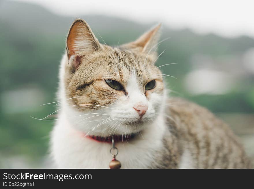 Portrait Cute Cat Sitting In Front Of The House Is A Cute Pet And Good Habits