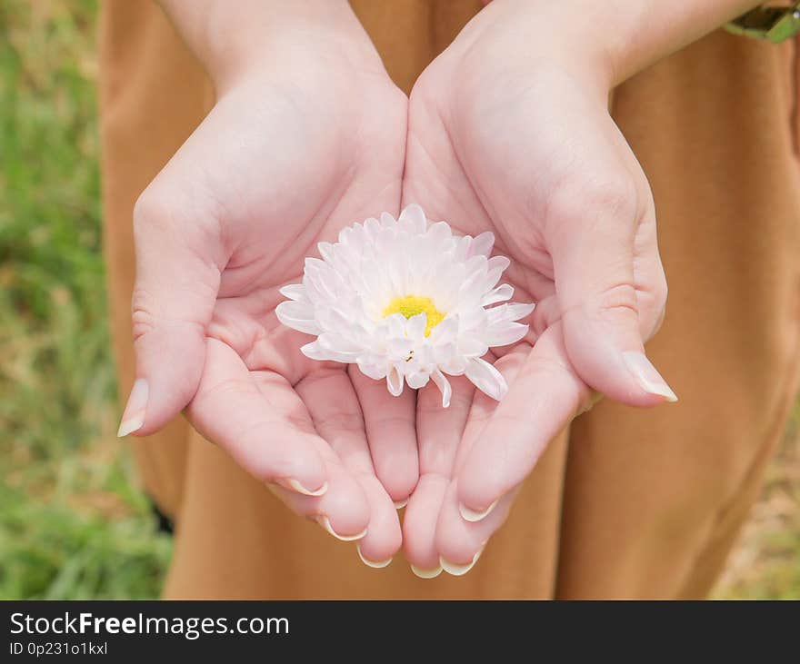 Holding a beautiful white Chrysanthemum flower in both hands with garden background