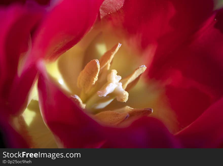 Macro. Photo pollen of beautiful red tulips close-up. Natural background.