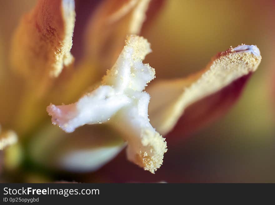 Macro. Photo pollen of beautiful red tulips close-up. Natural background.