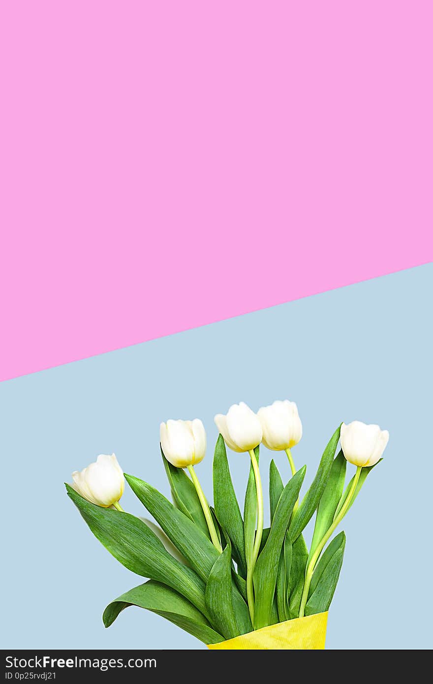 Spring white tulips flowers on pastel blue and pink background. Happy Easter card. Concept of gift for Valentine`s day, birthday, 8 March, mother day. Flat lay, top view, copy space. Spring white tulips flowers on pastel blue and pink background. Happy Easter card. Concept of gift for Valentine`s day, birthday, 8 March, mother day. Flat lay, top view, copy space.