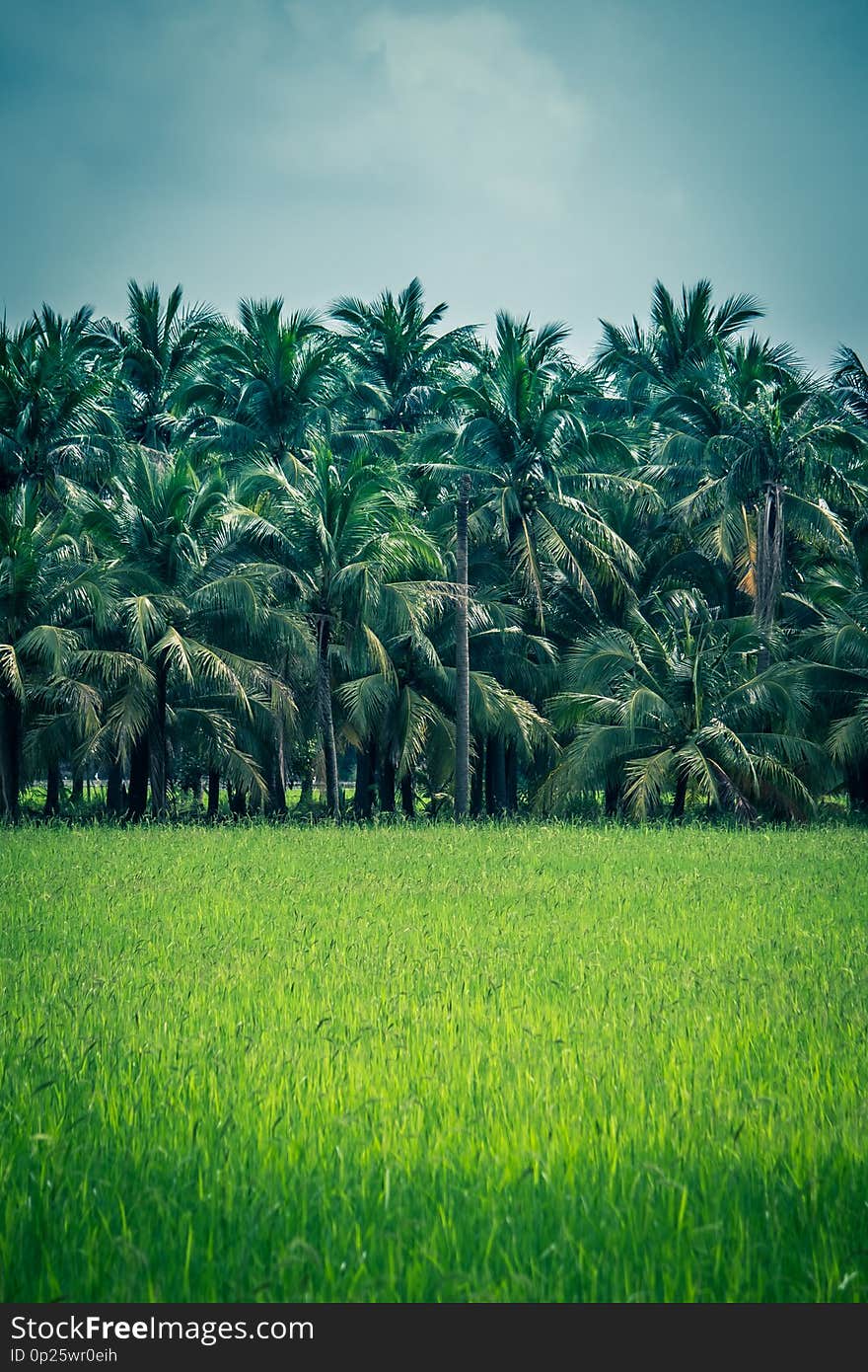 Rice fields with coconut trees in the distance in countryside of Thailand.