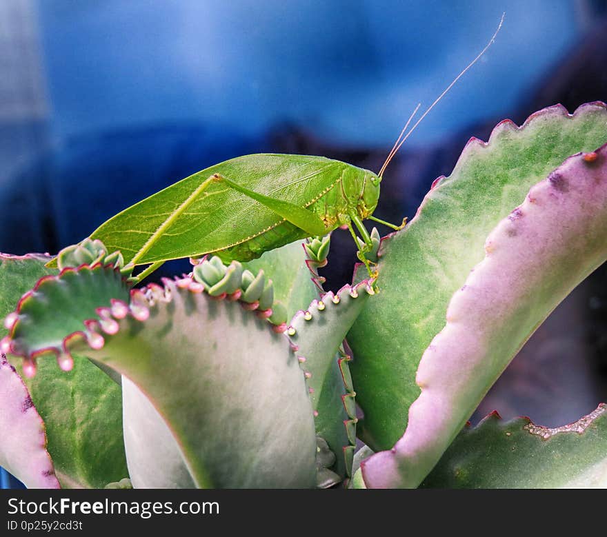 Alive green cricket standing on beautiful succulent leaves