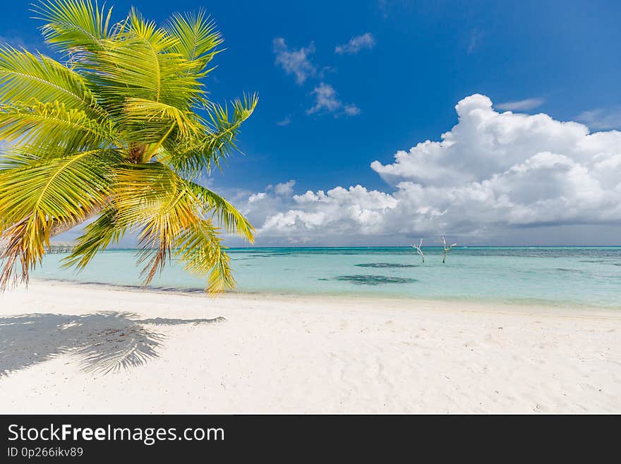 Beautiful Beach Scenery, Palm Leaf And Blue Sea With White Sand, Exotic Tropical Landscape View