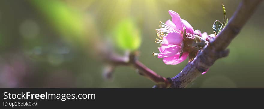 Flowering fruit tree branches with pink flowers in sunlight close-up. Flowering fruit tree branches with pink flowers in sunlight close-up