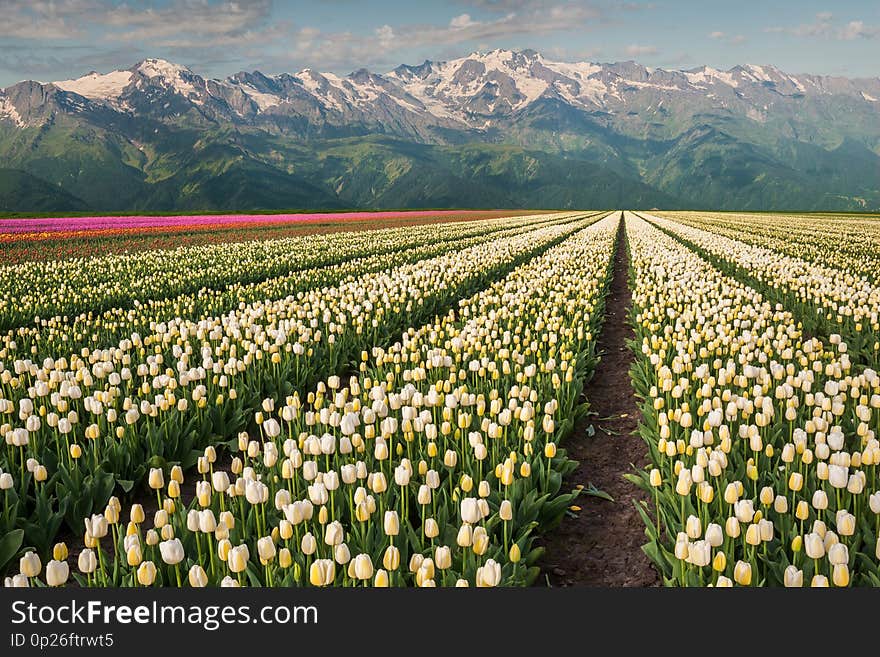 Beautiful tulips field and mountains