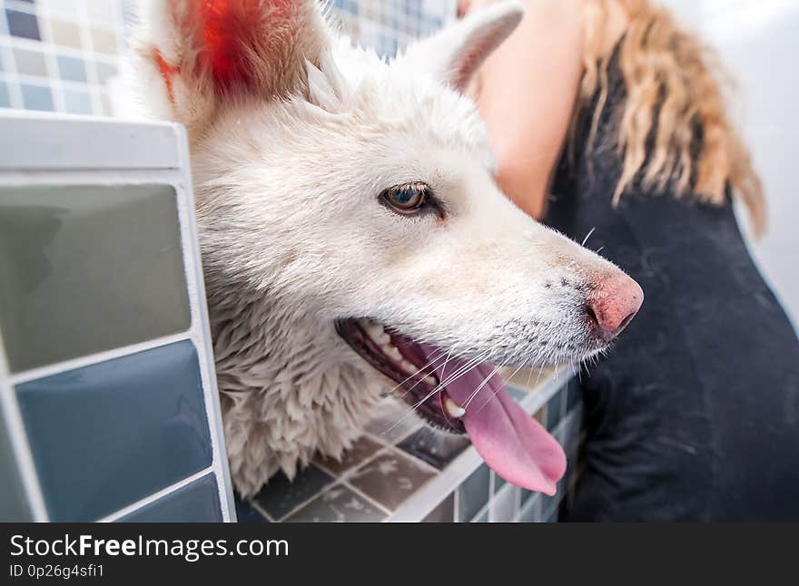 Big white and wet Akita Inu dog bathing in the bathtub with funny face expression by groomer, selective focus