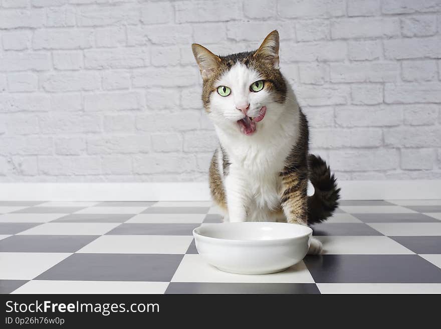 Funny tabby cat licking his face next to a food dish. Horizontal image with copy space.