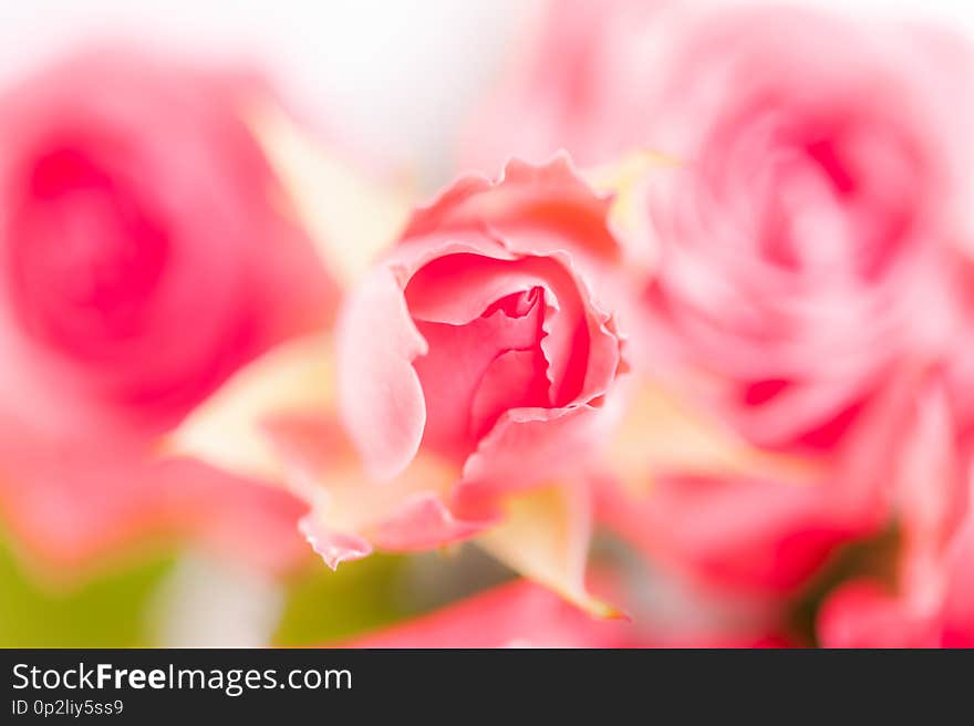 Closeup of pink fuchsia roses soft blur bokeh texture in pastel colors for a background. Beautiful natural hot pink fuchsia rose.