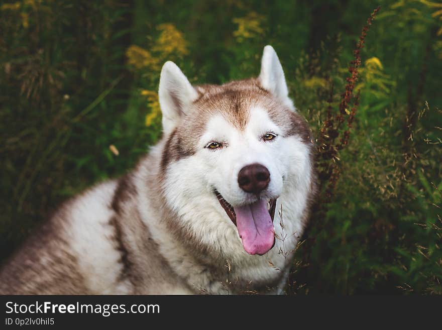 Beautiful beige and white dog breed siberian husky sitting in the green grass and wild flowers