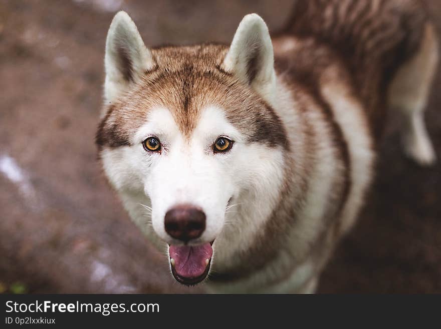 Close-up portrait of lovely beige and white dog breed siberian husky with tonque hanging out standing in the forest on the ground. Close-up portrait of lovely beige and white dog breed siberian husky with tonque hanging out standing in the forest on the ground