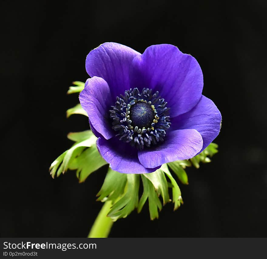 Purple Anemone flower on black background. Purple Anemone flower on black background