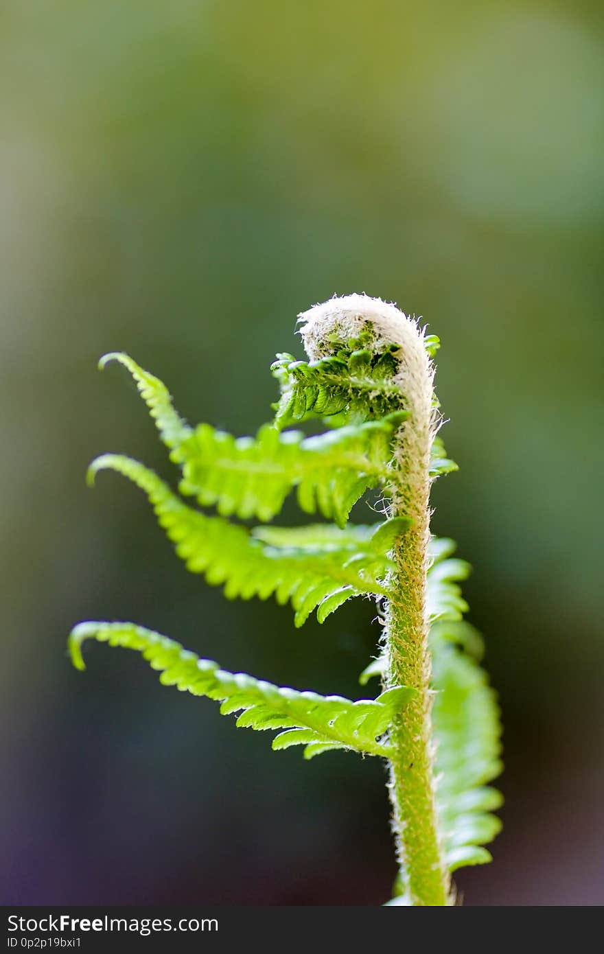 Soft Focus On A Small Sprout Of Fern In Spring