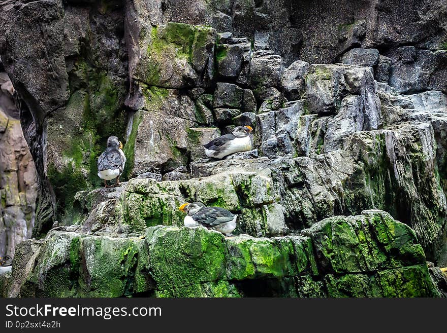 Puffin standing on a cliff, atlantic puffin