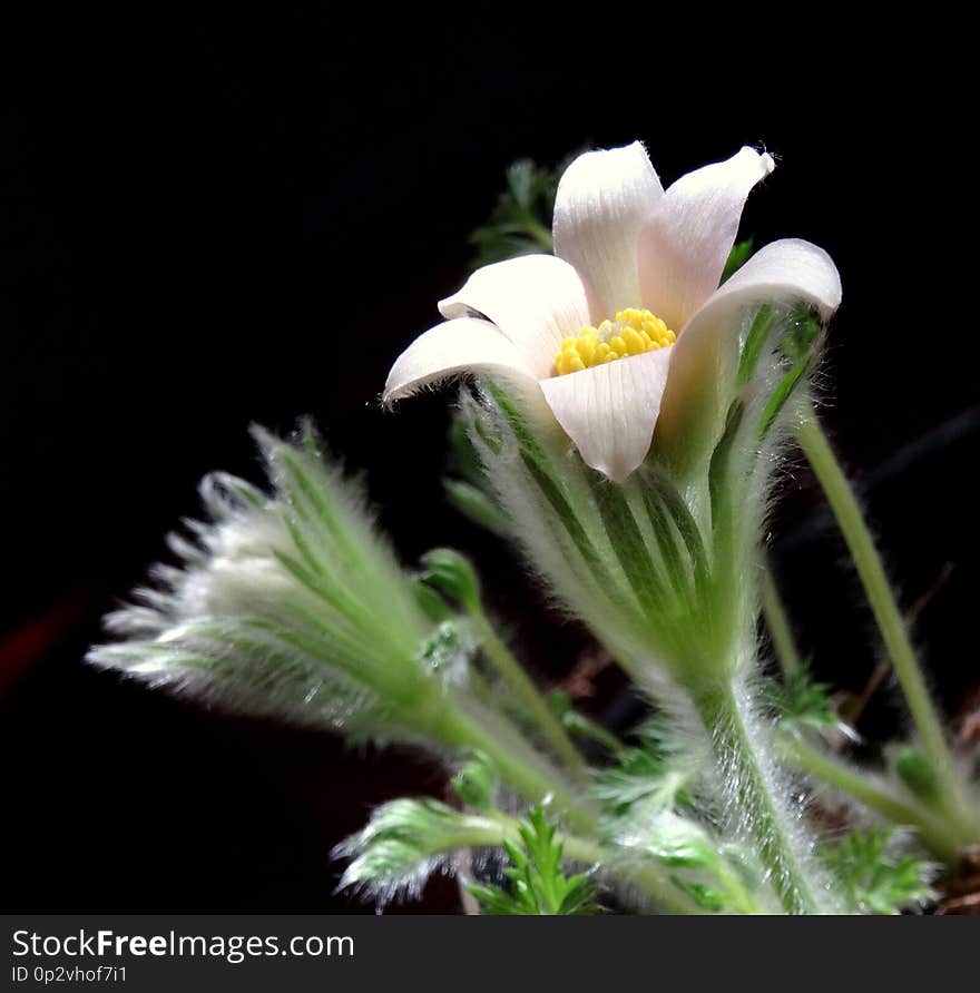 Pulsatilla flowers