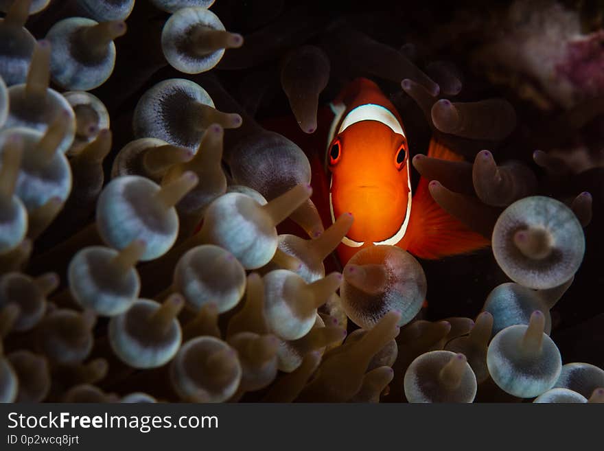 Spinecheek Anemonefish and Tentacles in Papua New Guinea