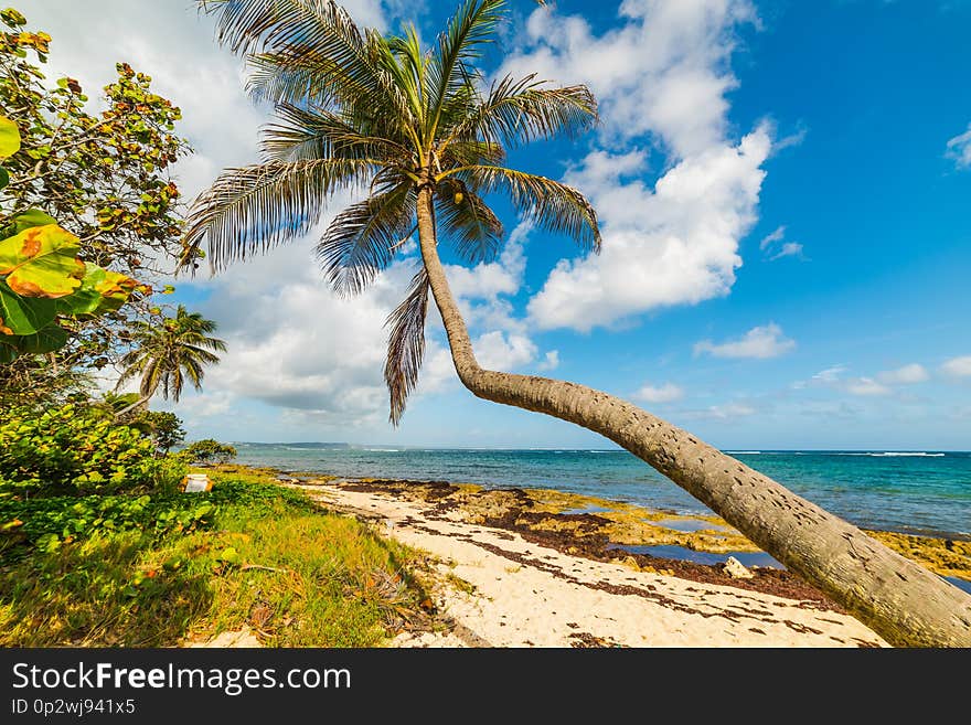 Palm Tree Over The Sand In Autre Bord Beach In Guadeloupe