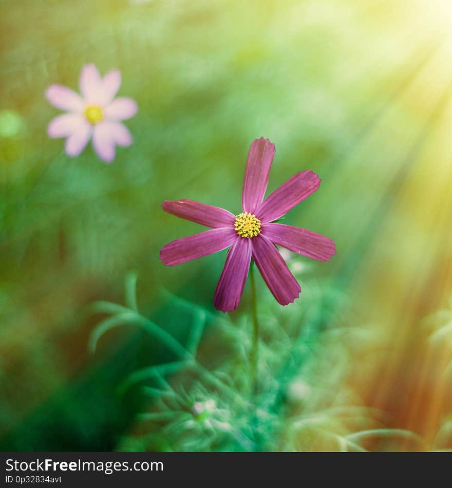 Daisy flowers in sunlight - springtime, beauty in nature and gardening concept. Garden dream in sunny day