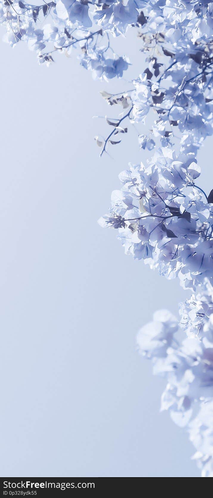 Flower background, spring nature and botanical beauty concept - Blue floral composition