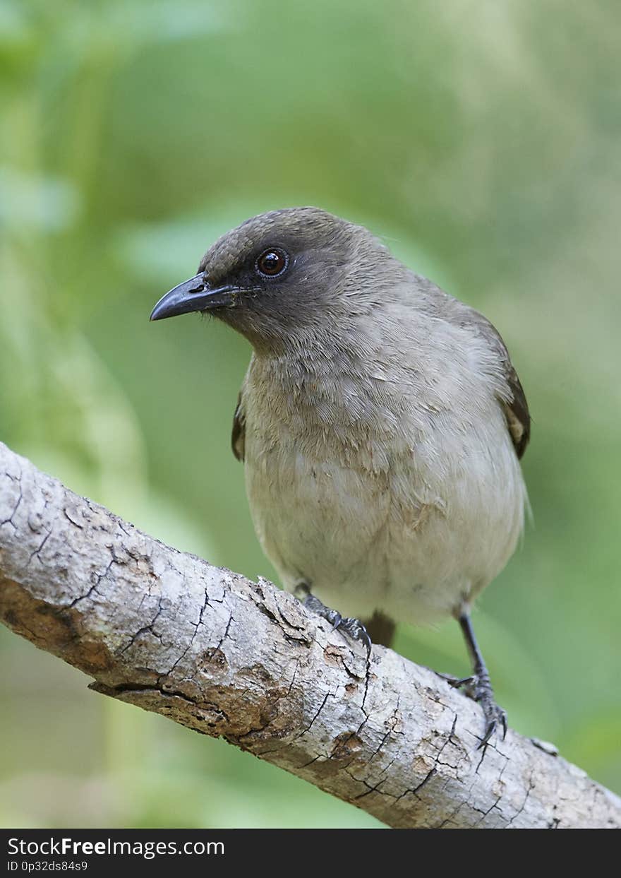 Common Bulbul in its natural habitat in The Gambia. Common Bulbul in its natural habitat in The Gambia