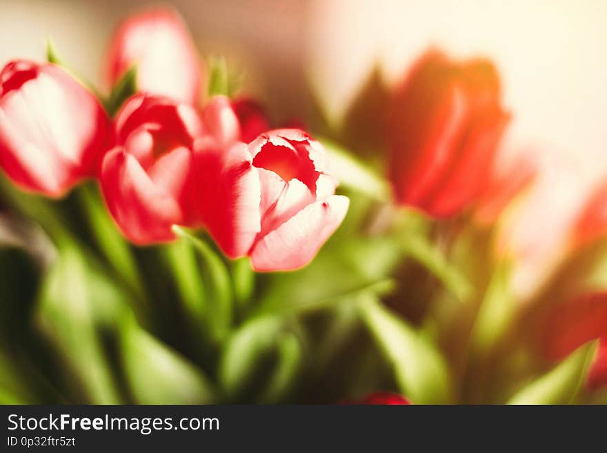 Bouquet of tulips in bloom - mothers day, springtime and international womens day concept. Brighten up your home with flowers. Bouquet of tulips in bloom - mothers day, springtime and international womens day concept. Brighten up your home with flowers