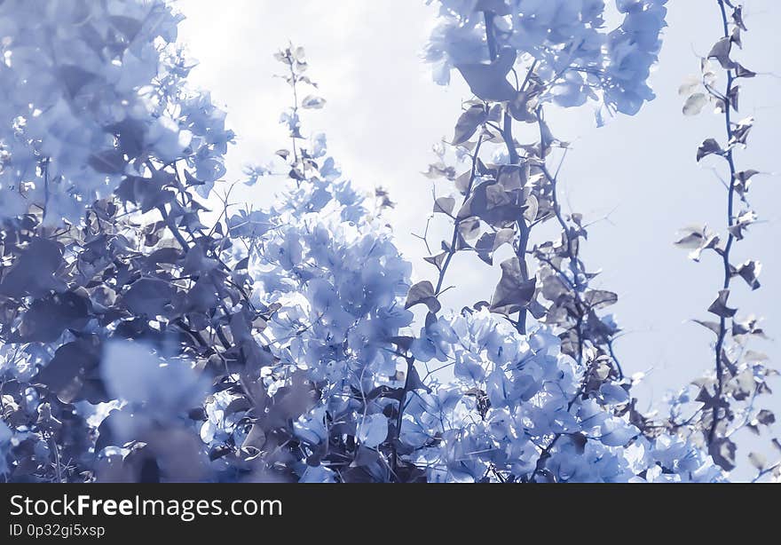 Flower background, spring nature and botanical beauty concept - Blue floral composition